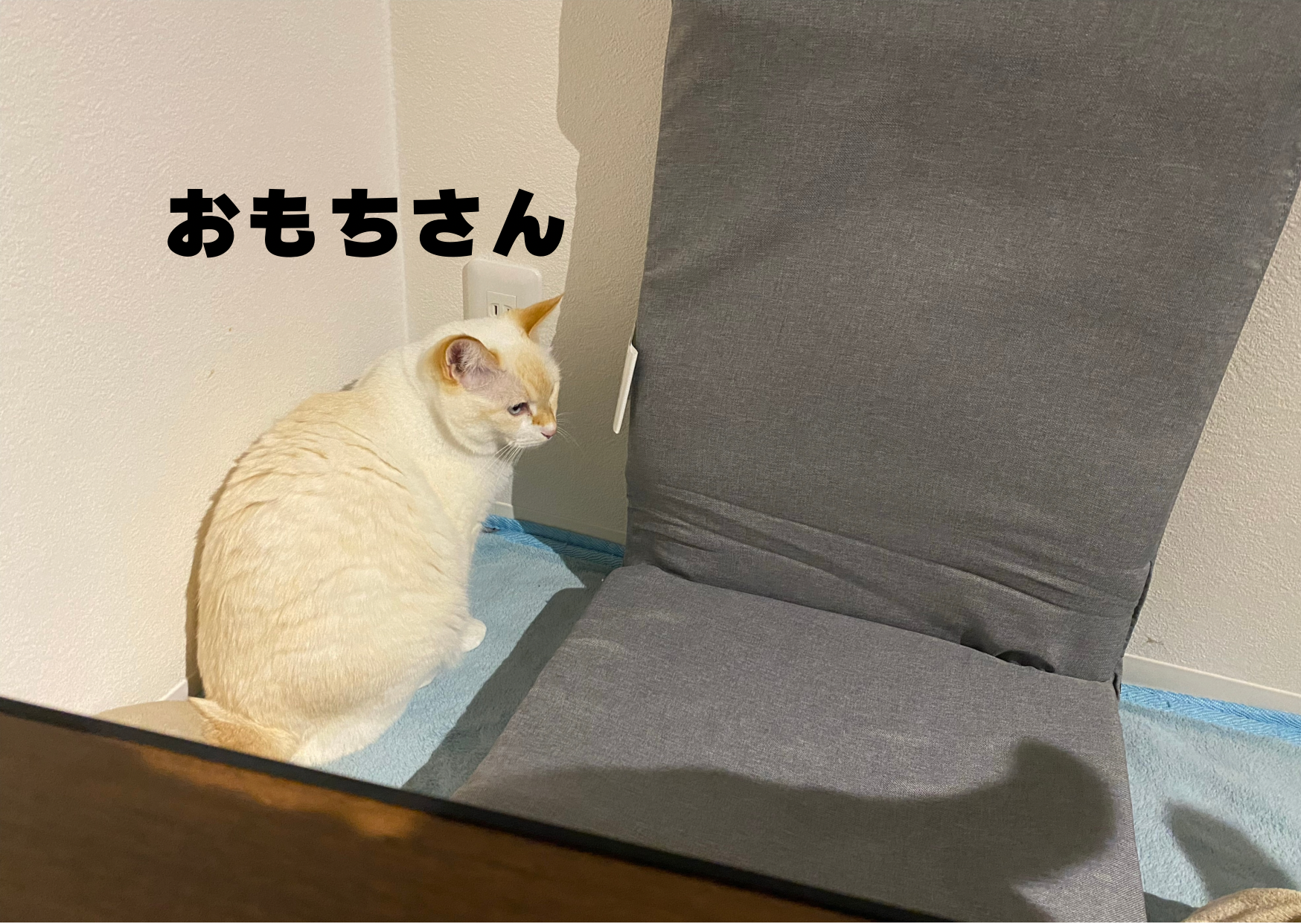 笹かま猫
