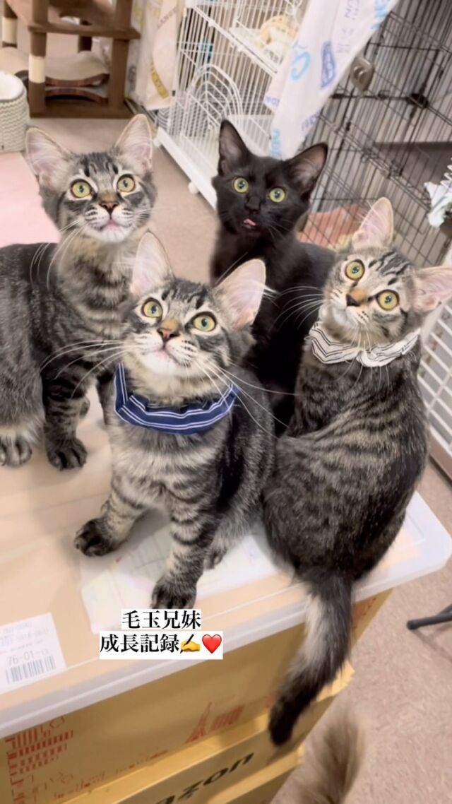 保護猫カフェcatloaf ブログ始めました